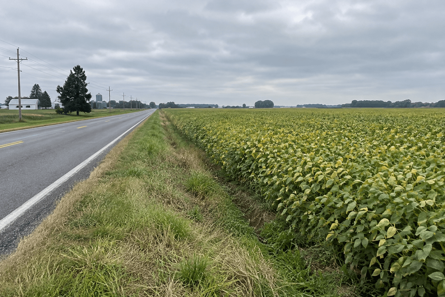Rural Grant County roadway and bean field illustrating the setting of the State Road 13 rollover report.