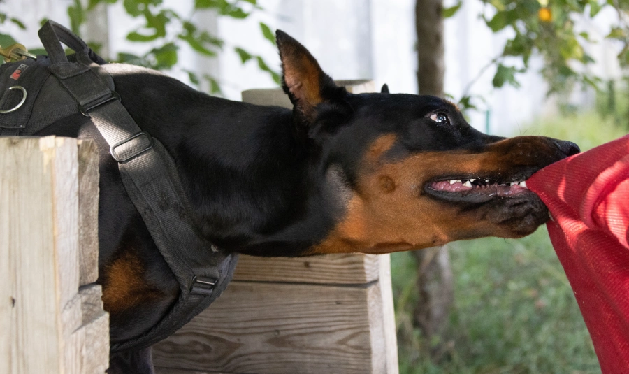 A large dog bites onto fabric.